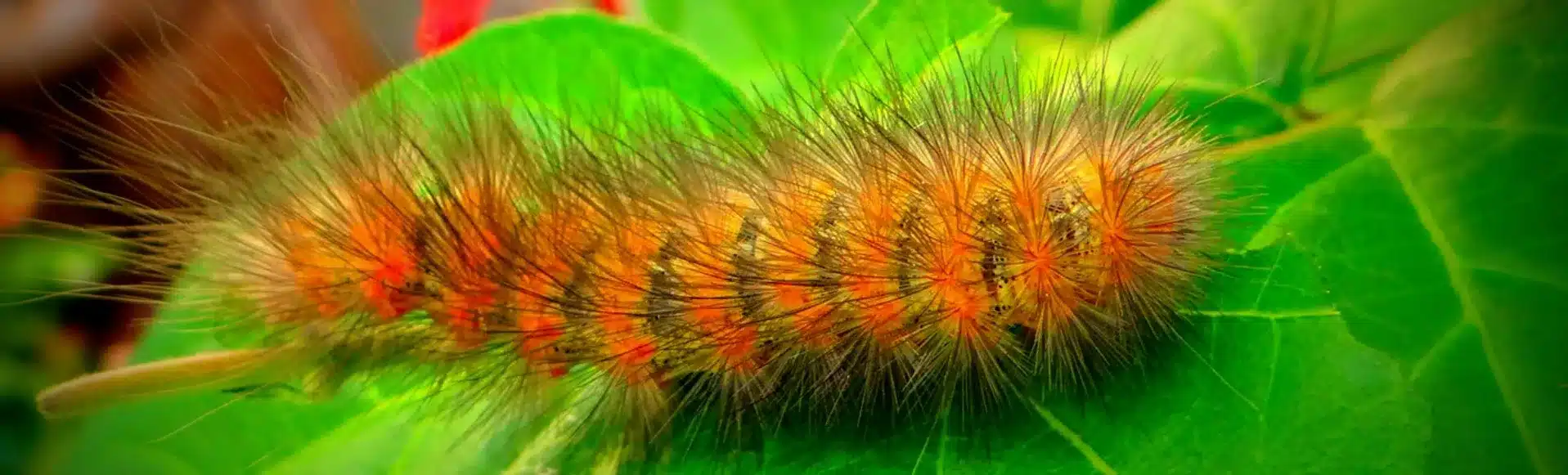 Die Metamorphose von der Raupe zum Schmetterling kann uns motivieren, die Angst vor Veränderungen zu überwinden